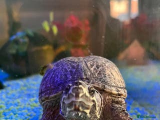 Turtle reptiles Tiny the turtle seeking new home - Advert 2