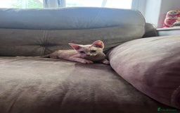Devon Rex cats for sale: 1 girl left. Stunning Devon Rex GCCF kittens  - Image 23