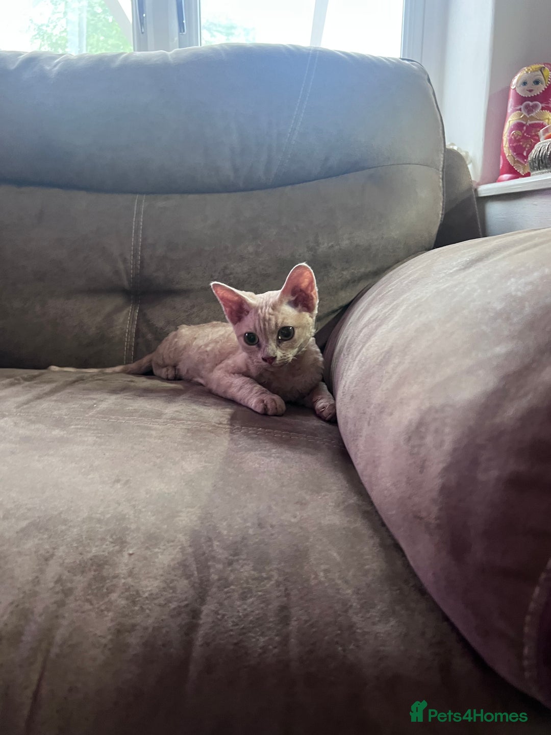 Devon Rex cats for sale: 1 girl left. Stunning Devon Rex GCCF kittens  - Image 23