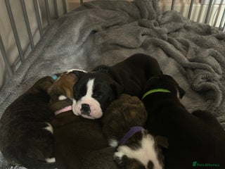 Old Tyme Bulldog dogs Old tyme bulldogs for sale - Advert 3