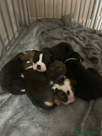 Old Tyme Bulldog dogs - Advert 2