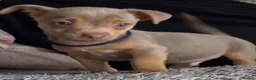 Jack Russell dogs for sale: Much Wenlock Jack Russell Puppies - Advert 8