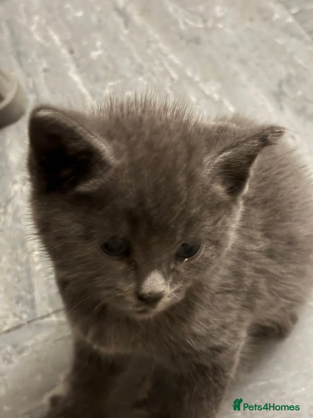 Mixed Breed cats for sale: Adorable Fluffy Kittens - Advert 4