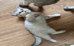 British Shorthair cats for sale: Stunning British Shorthair Kittens & adule cat - Image 26