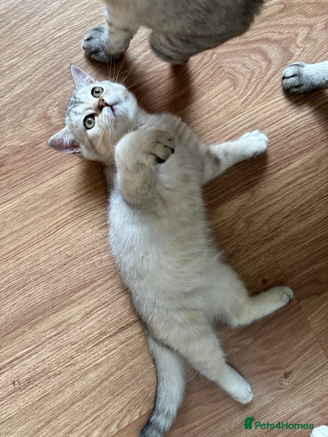 British Shorthair cats for sale: Stunning British Shorthair Kittens & adule cat - Image 26