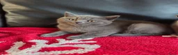 British Shorthair cats for sale: Beautiful British Shorthair kittens - Advert 16