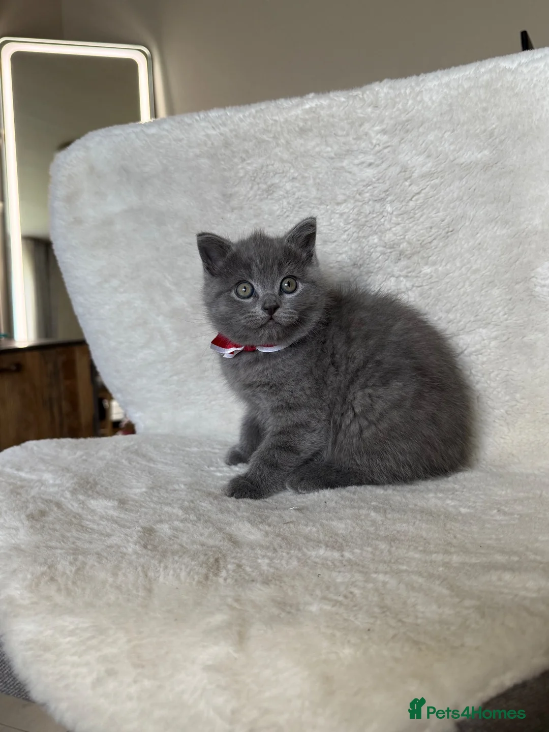 Mixed Breed cats for sale: Cute kittens - Advert 29