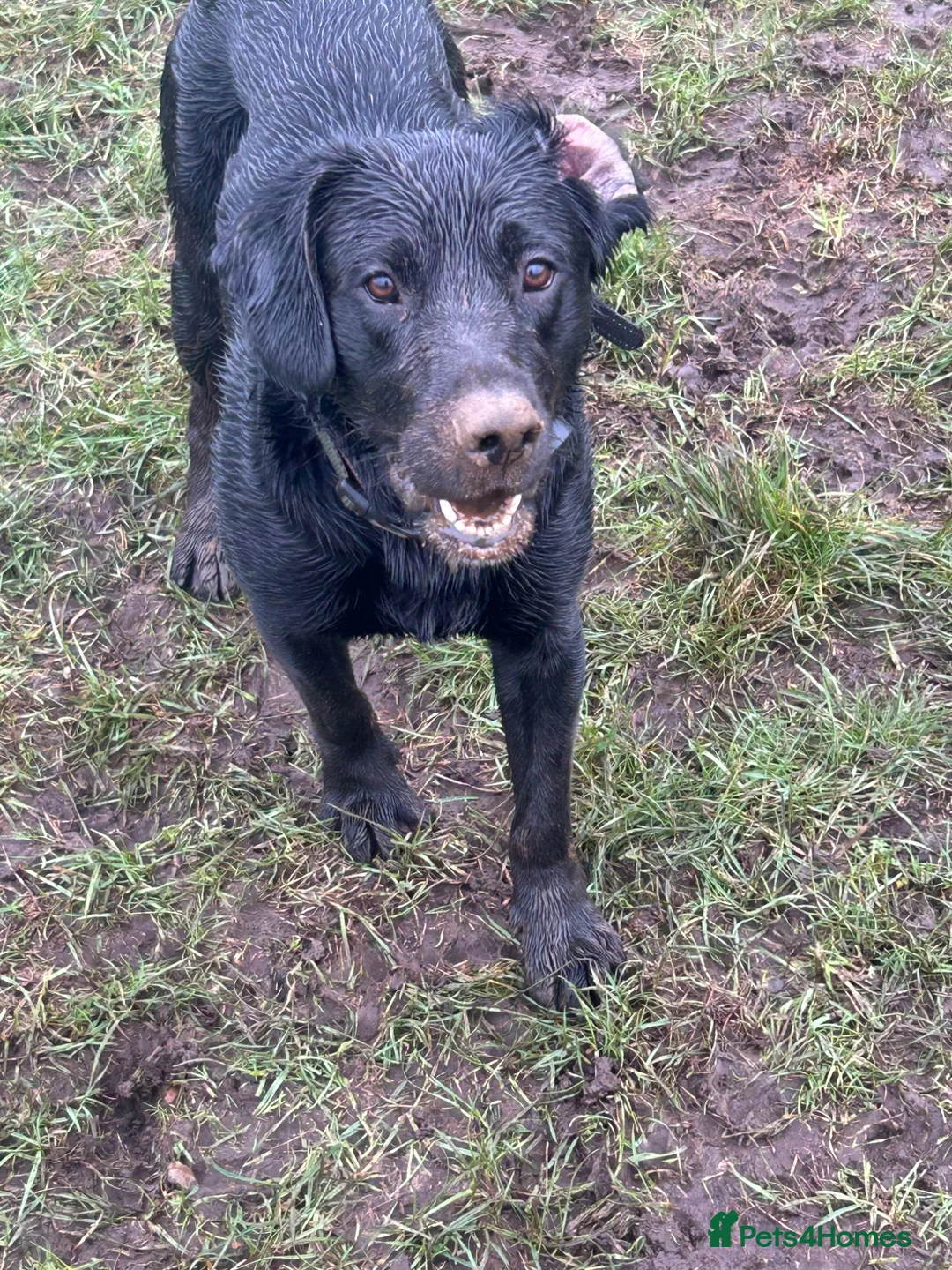 Mixed Breed dogs for sale: Gus almost 3 years  - Advert 1