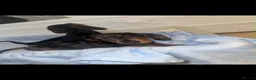 Miniature Dachshund dogs for sale: Miniature dachshund puppies  - Advert 3