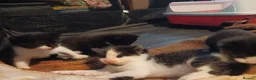 Mixed Breed cats for sale: Mixed breed Kittens  - Advert 23