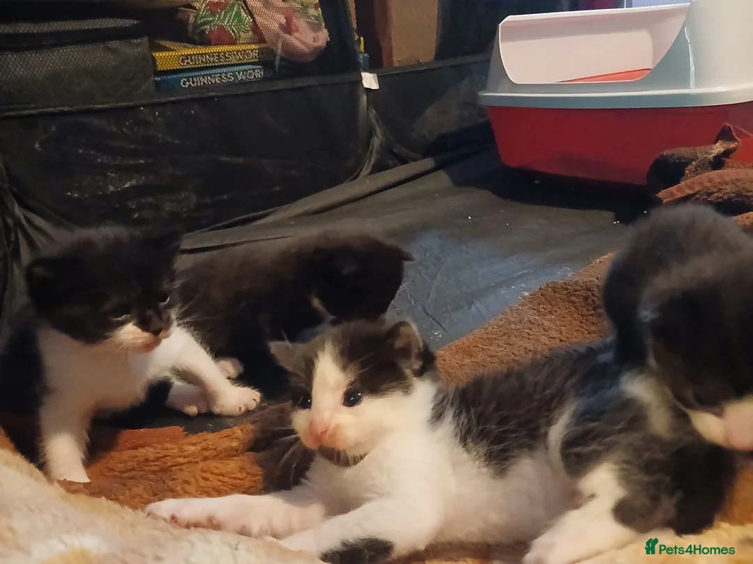Mixed Breed cats for sale: Mixed breed Kittens  - Advert 23