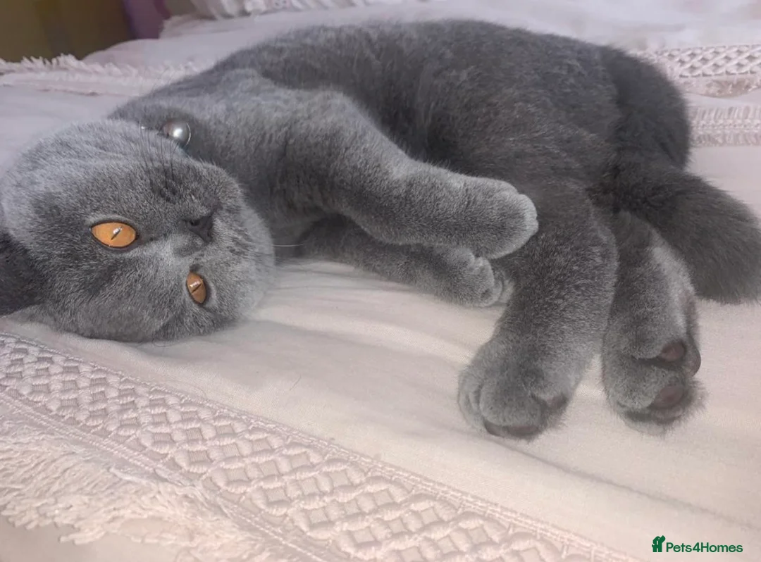 British Shorthair cats for sale: Stunning 5 year old British Blue Shorthair - Advert 1