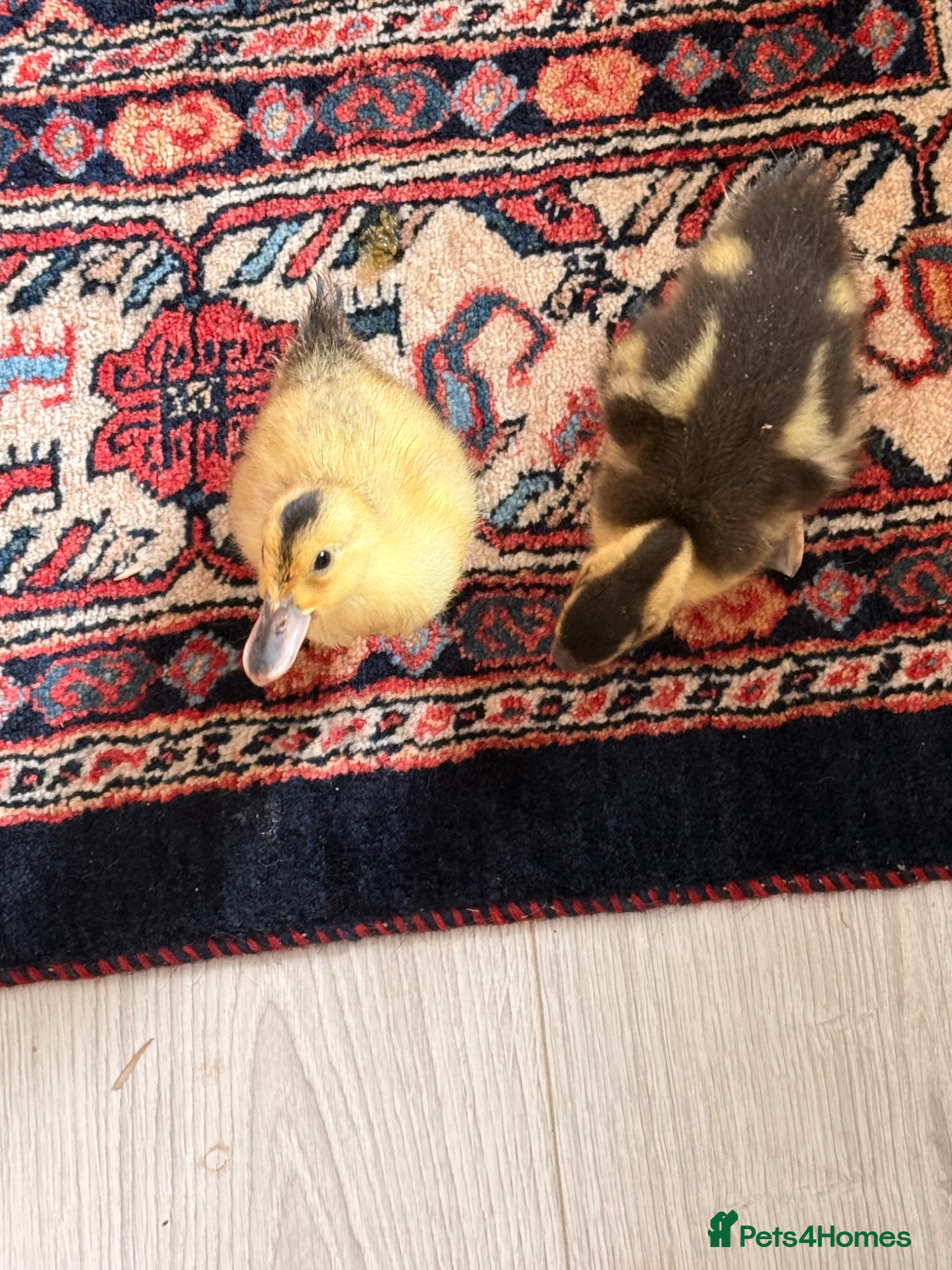 Ducks poultry 2 Healthy & Friendly Ducks – Bought from Farm - Advert 2