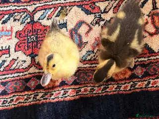 Ducks poultry 2 Healthy & Friendly Ducks – Bought from Farm - Advert 2