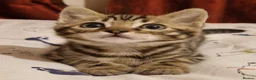 Bengal cats for sale: Gorgeous bengal boy in Poole - Advert 3