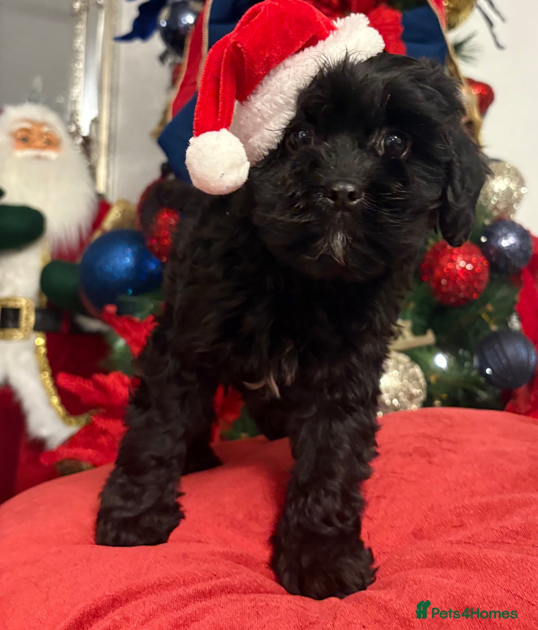 Cavapoo dogs for sale: Cavapoo puppy one beautiful little girl left   - Advert 3