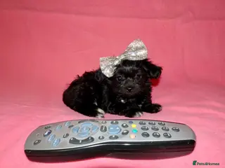 Mixed Breed dogs XXXXS Gorgeous Maltese X Chihuahua Malchi Puppies - Advert 8