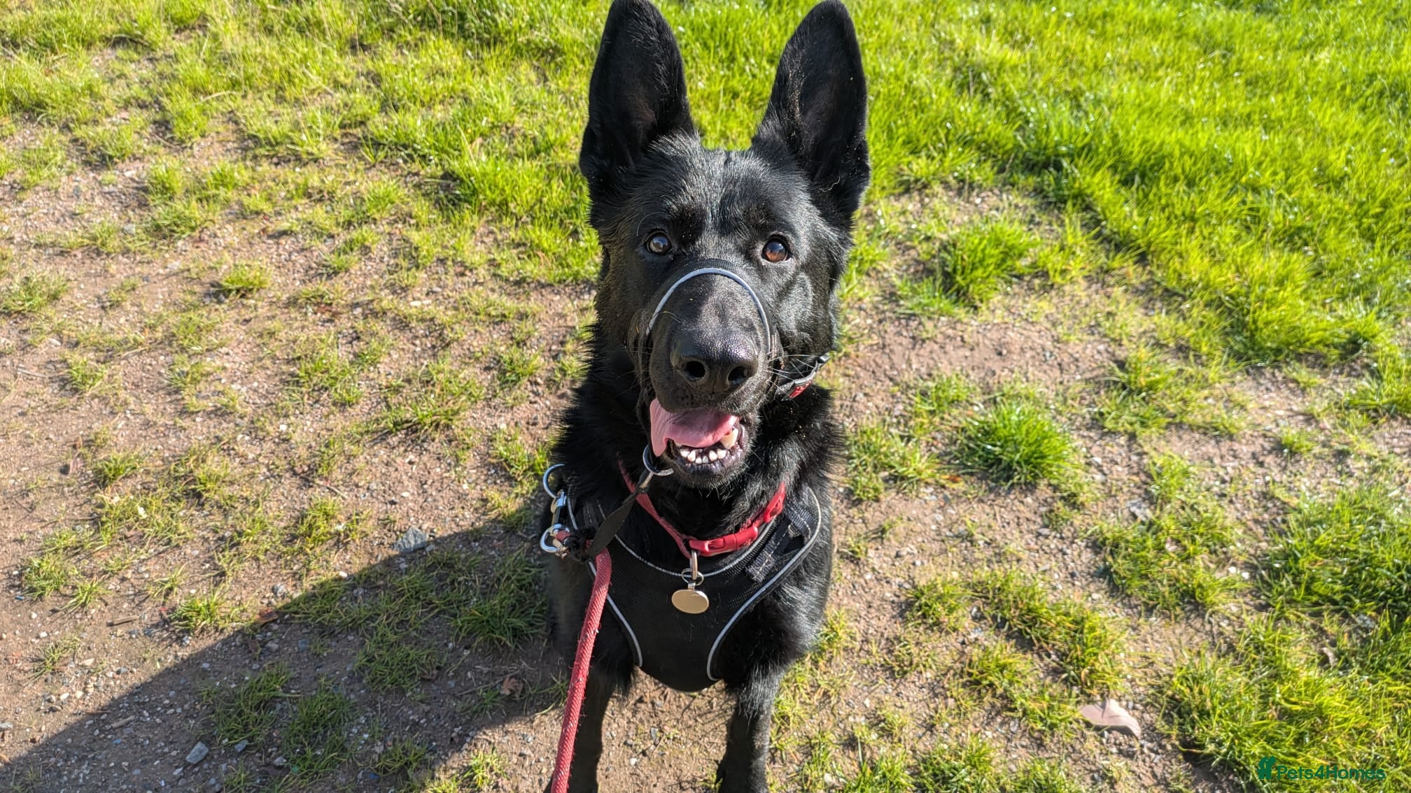 German Shepherd dogs ❤️🐶 IZZY – YOUNG GIRL WHO DESERVES A LIFE - Advert 2