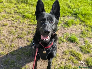 German Shepherd dogs ❤️🐶 IZZY – YOUNG GIRL WHO DESERVES A LIFE - Advert 2