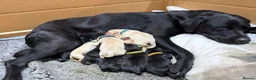 Labrador Retriever dogs for sale: Working Labrador dog puppies - Advert 4