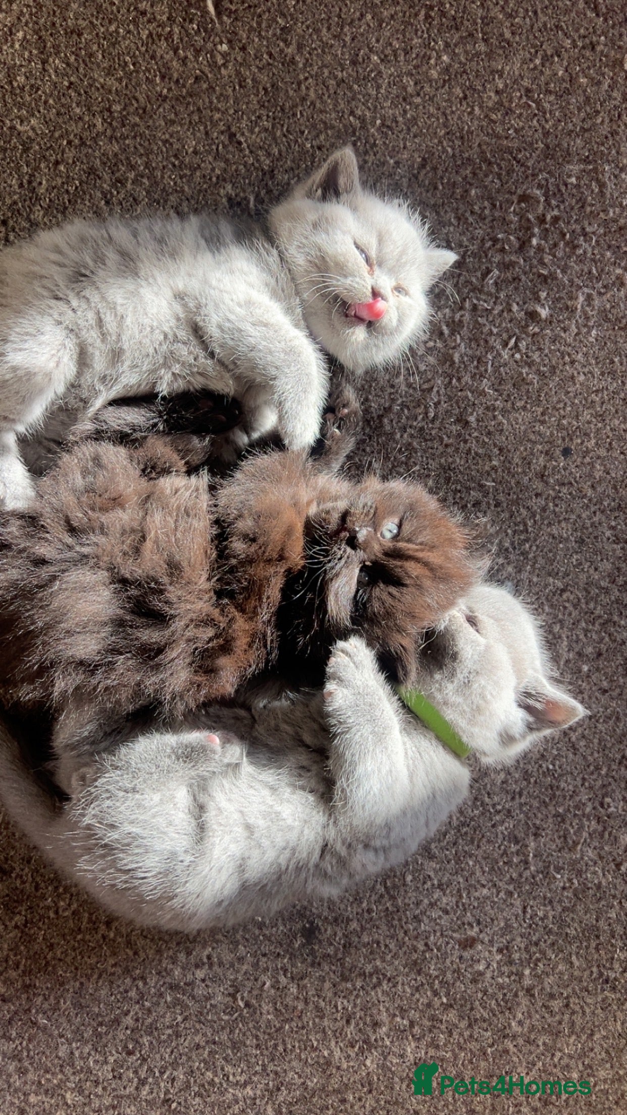 British Shorthair cats British Shorthair kittens 1 boy 2 females - Advert 12