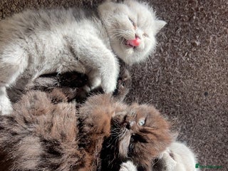 British Shorthair cats British Shorthair kittens 1 boy 2 females - Advert 15