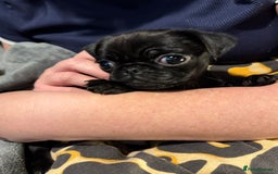 Pug dogs for sale: Beautiful pug puppies - Advert 8