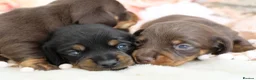 Miniature Dachshund dogs for sale: KC Miniature Dachshund Puppies - Advert 16