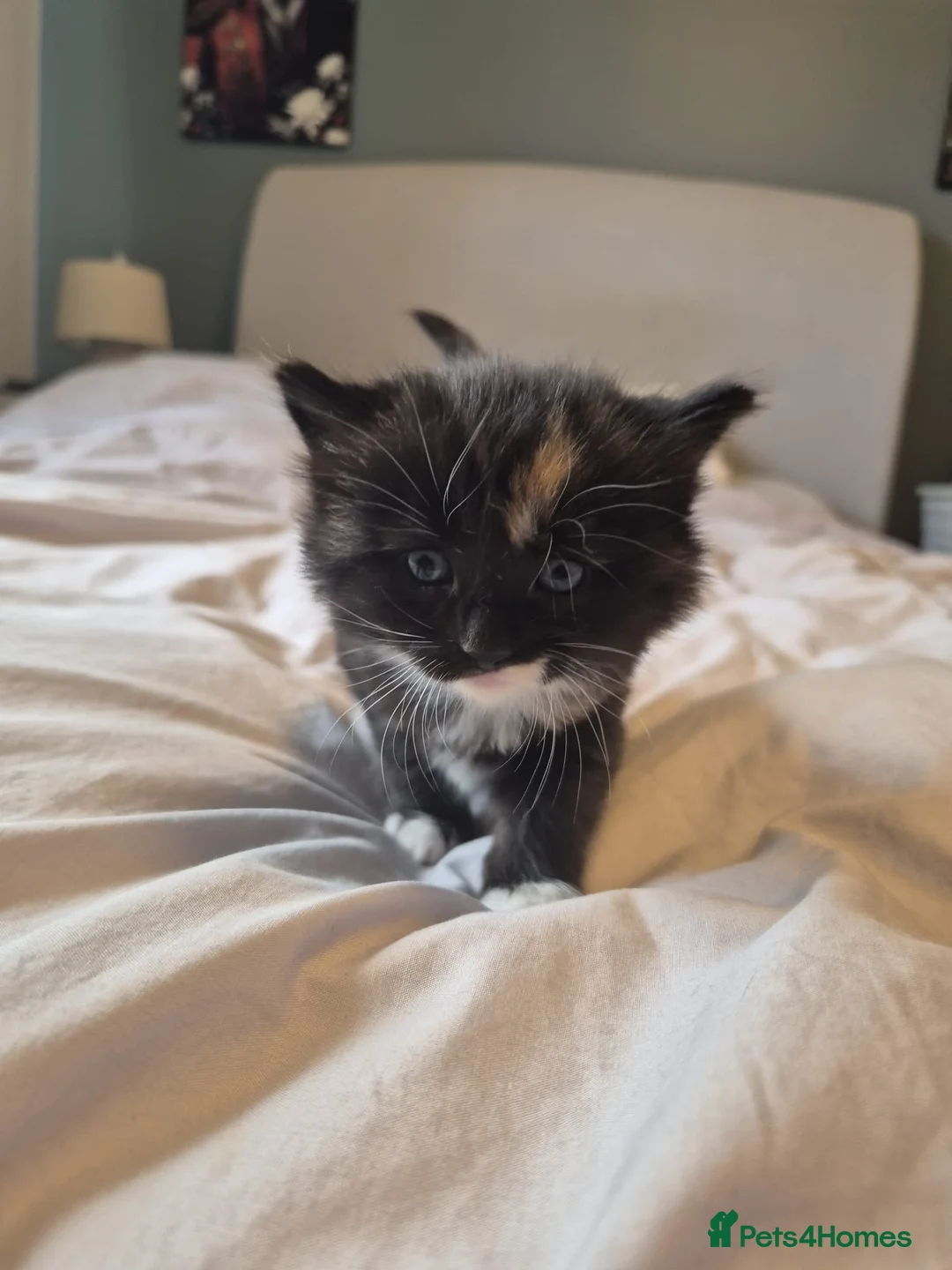 Mixed Breed cats for sale: 7 adorable fluffy kittens  - Advert 7