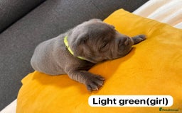 Staffordshire Bull Terrier dogs for sale:   Champion-KC.Reg.Blue Staffordshire Bull Terrier  - Image 33