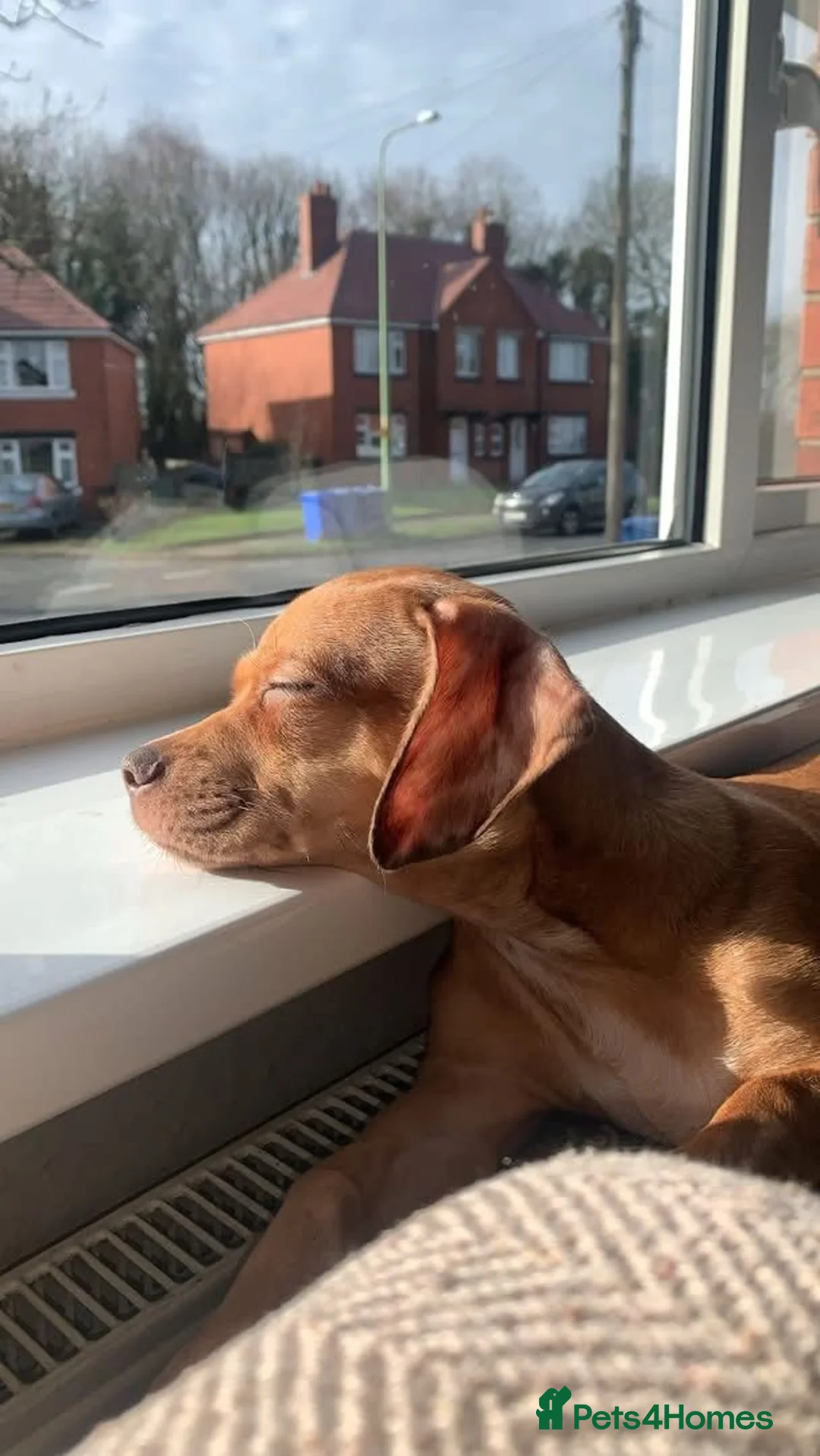 Chiweenie dogs for sale: Archie  in Chorley - Advert 2