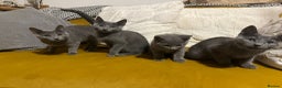 Russian Blue cats for sale: Gorgeous Championship Russian blue kittens  - Advert 20