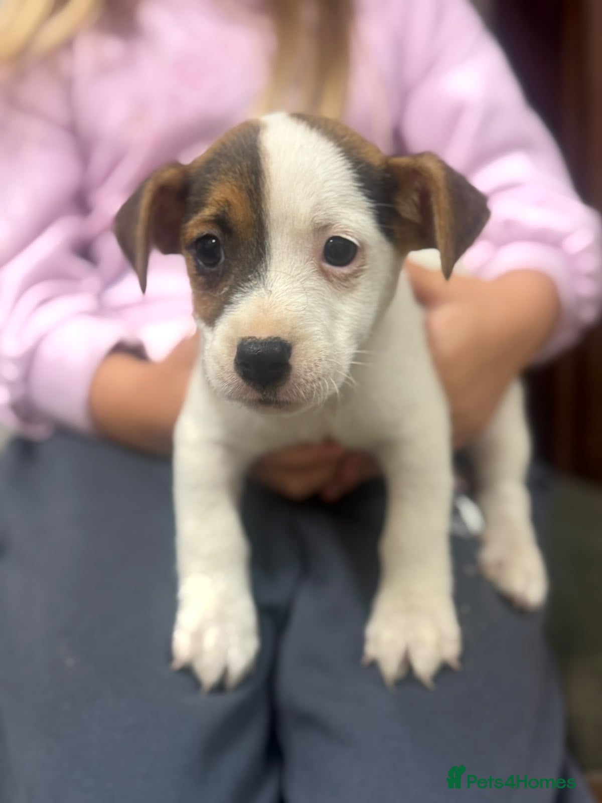Jack Russell dogs 2 boy Jackrussel puppies  - Advert 1