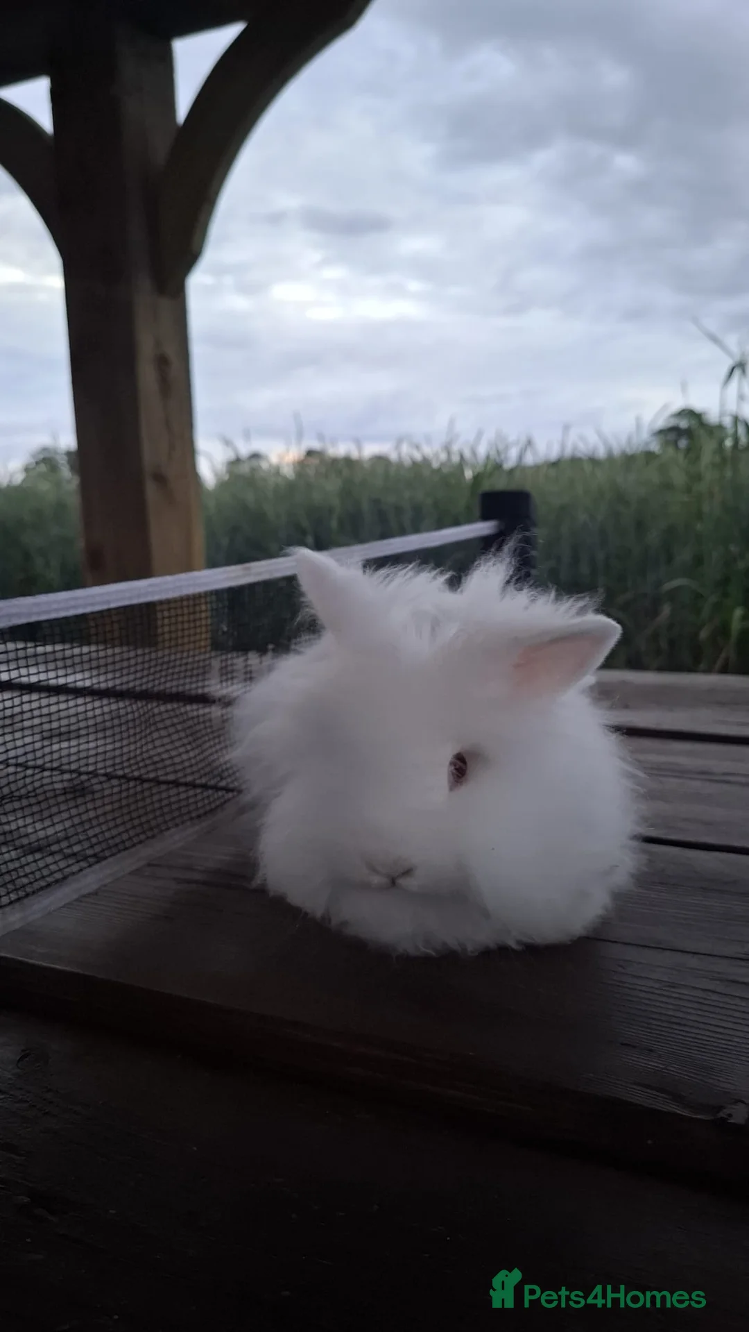 Mini Lion Lop rabbits for sale: MINI LION HEAD LOP BUNNIES in Beccles - Advert 2