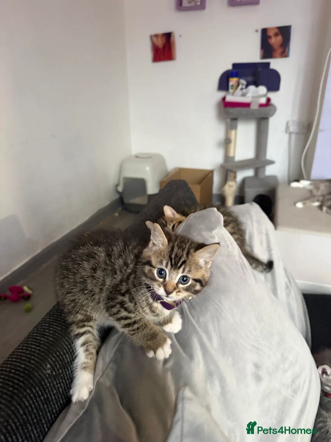 British Shorthair cats for sale: UNIQUE BRITISH SHORT HAIRS  - Advert 16