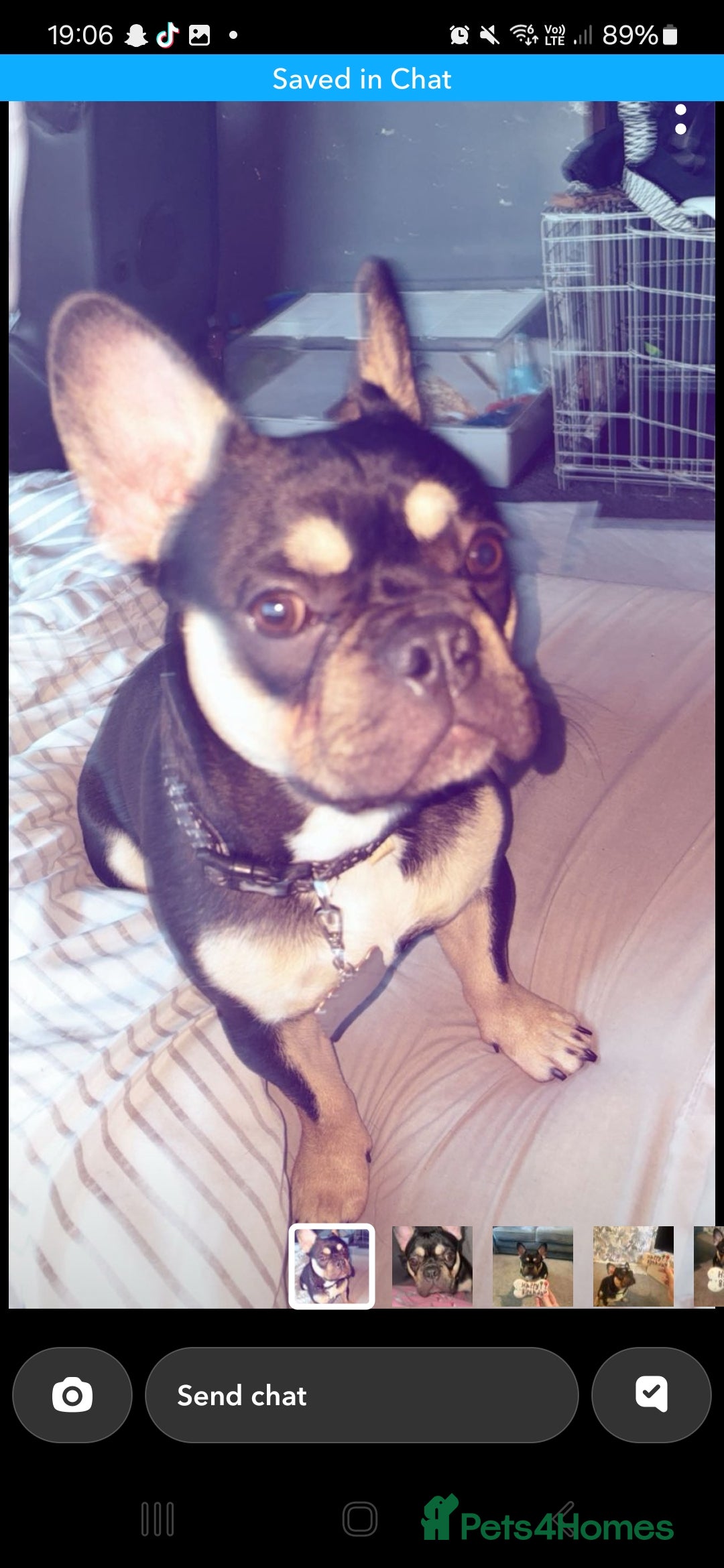 French Bulldog dogs French bulldog 13 months old - Advert 12