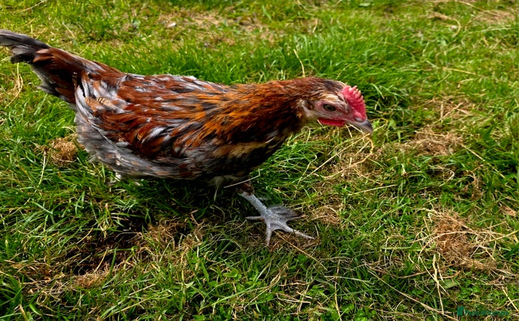 Chickens poultry - Advert 2