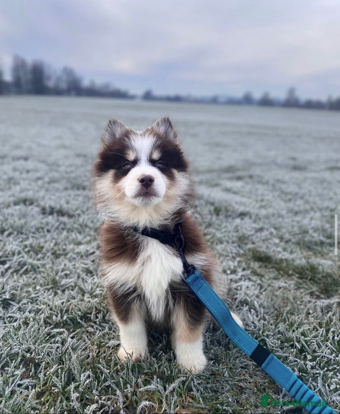 Pomsky dogs *Ready now* 🇺🇸 Lines Health Tested Chocolate F3s - Advert 2