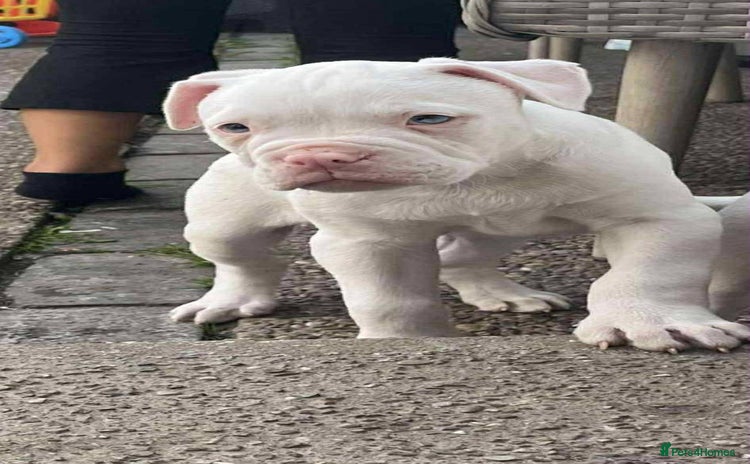 American Bulldog dogs - Advert 1
