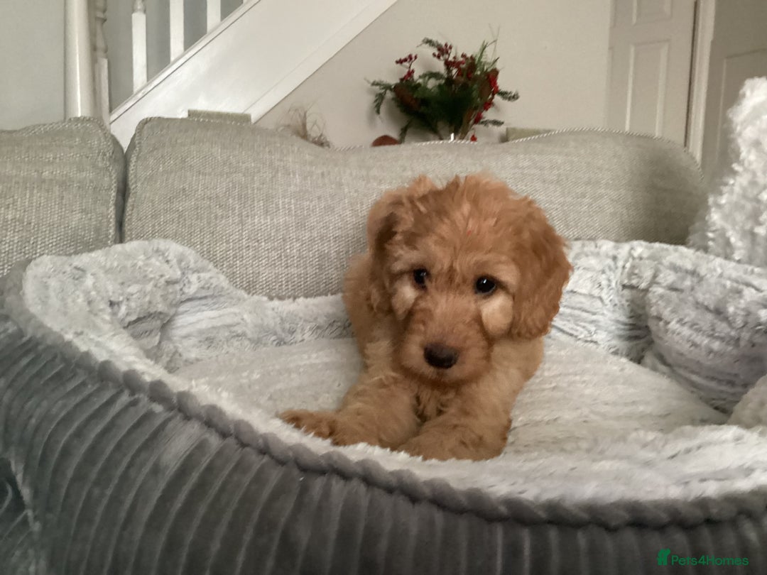 Mixed Breed dogs for sale: One gorgeous boy and girl left  - Advert 21