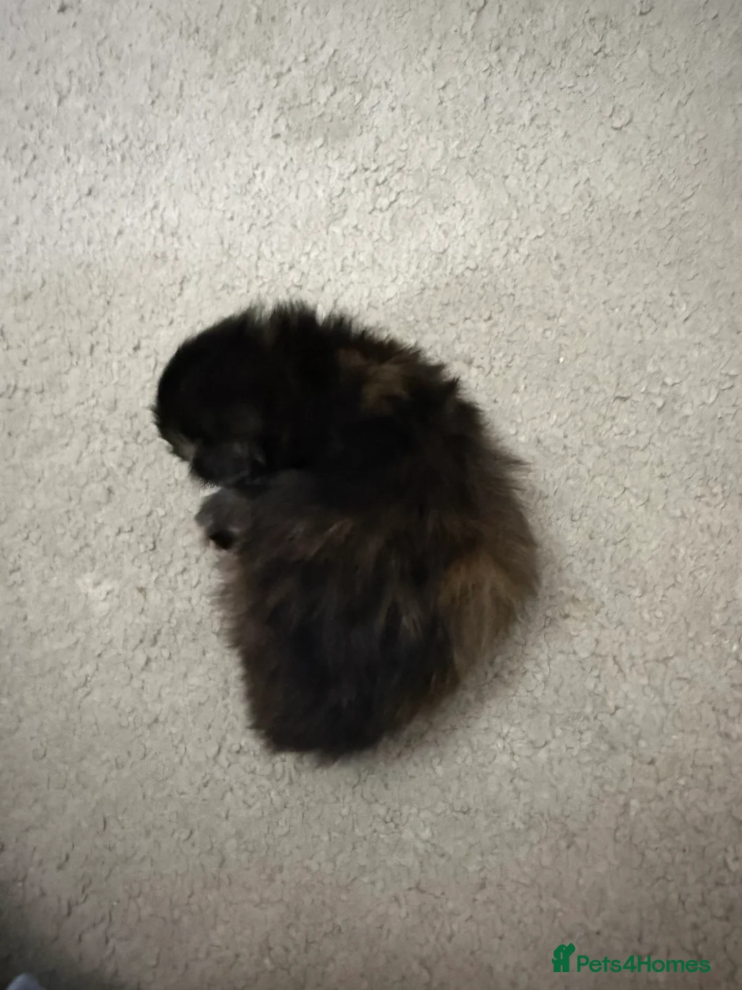 Maine Coon cats for sale: Polydactyl Maine Coon Kittens.  - Advert 8