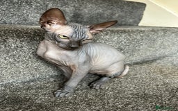 Sphynx cats for sale: 4 female canadian sphynx looking for home - Advert 10