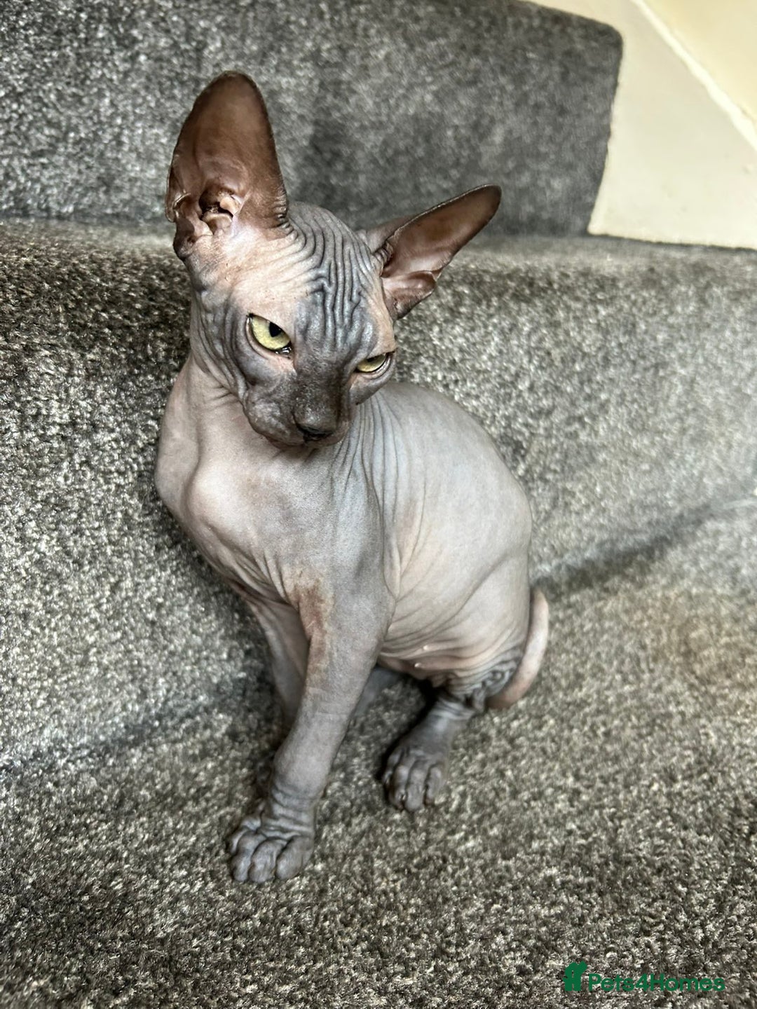 Sphynx cats for sale: 4 female canadian sphynx looking for home - Advert 10