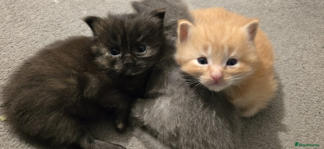 Ragdoll cats for sale: Ragdoll x Siberian mix - Advert 5