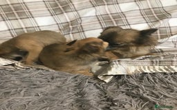 Chorkie dogs for sale: Yorkshire terrier x Chihuahua puppy’s  - Image 7