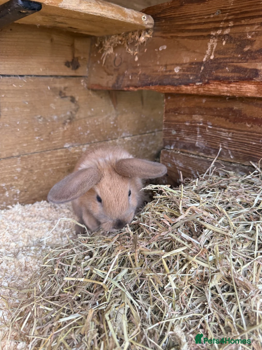 Mini Lop rabbits for sale: 2 x mini lop does - ready to leave now  - Advert 4