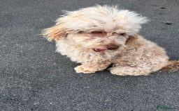 Cockapoo dogs for sale: F2 cockapoo  - Image 4