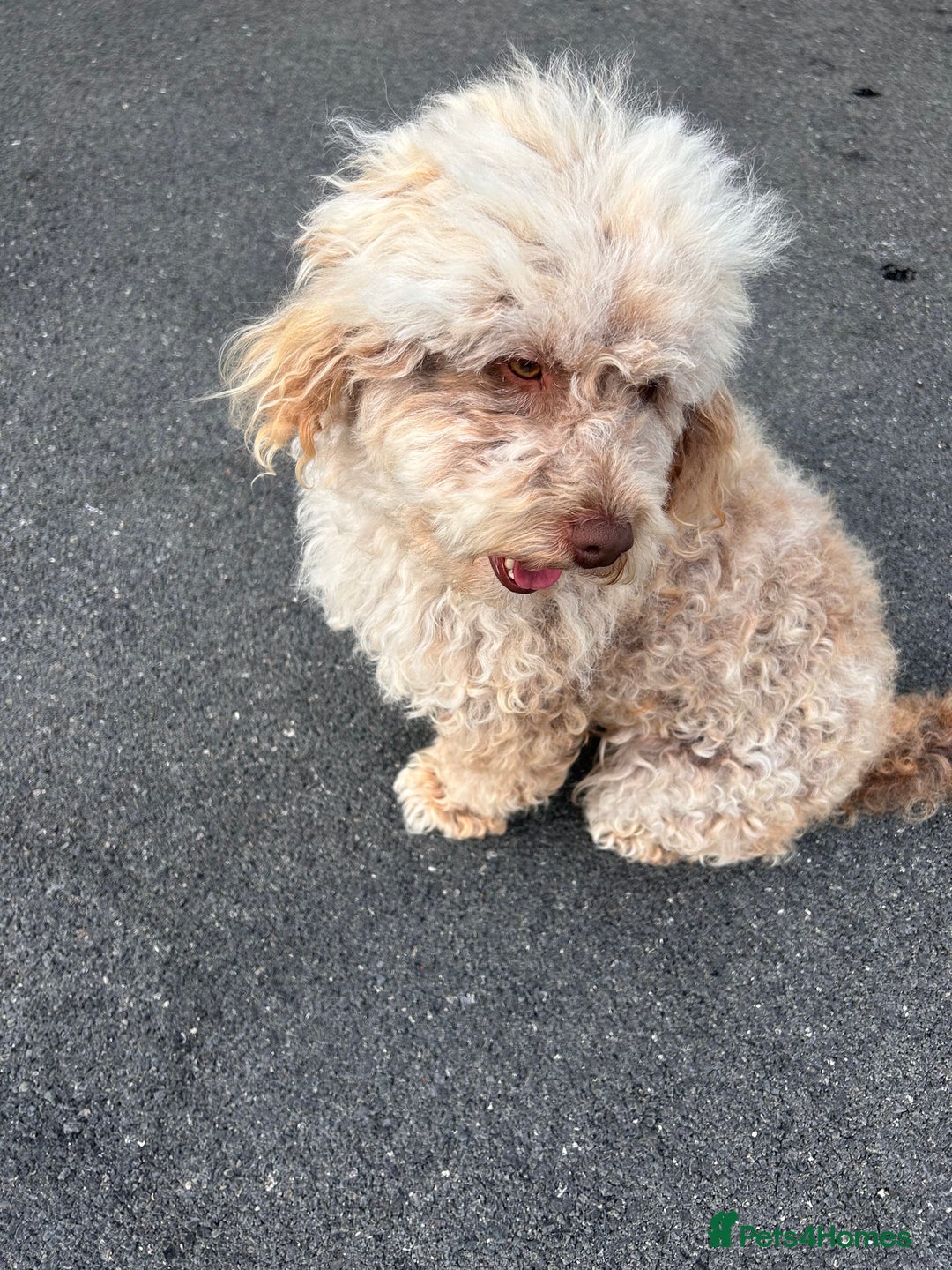 Cockapoo dogs for sale: F2 cockapoo  - Image 4