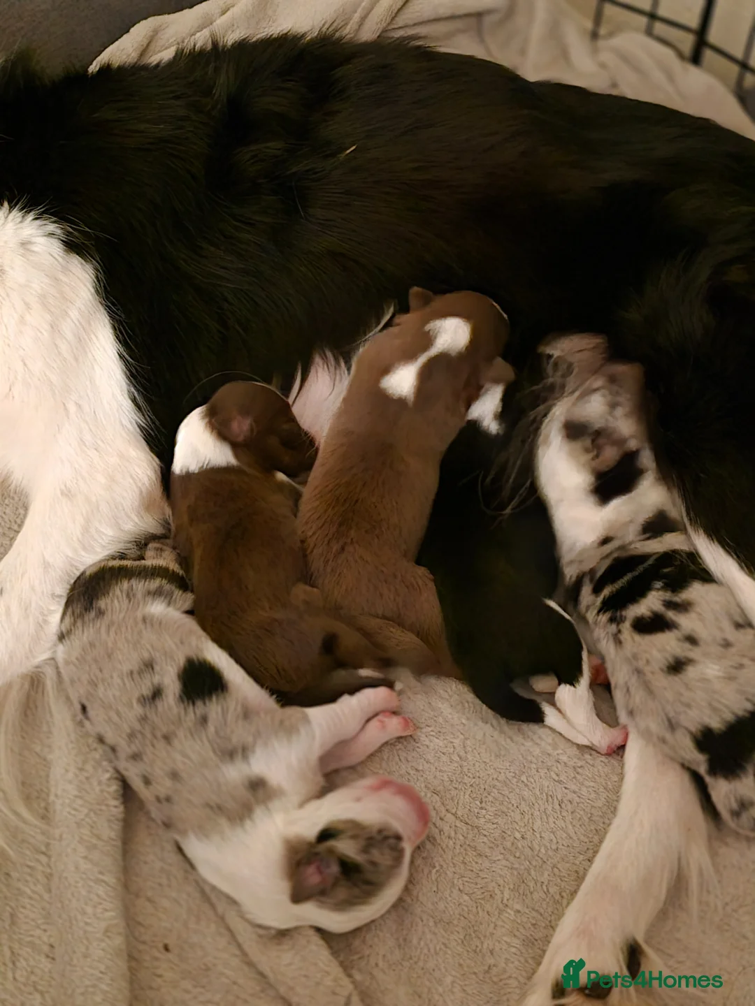 Border Collie dogs for sale: Border collie puppies - Advert 1