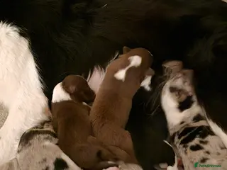 Border Collie dogs Border collie puppies - Advert 1